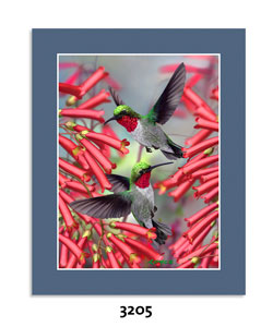 Kolibris 3D Mini-Poster