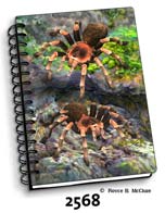 Tarantulas