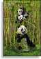 Preview: 3D Grußkarte Pandas