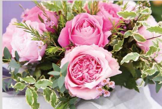 Ohne Text - rosa Rosen