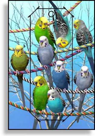 3D Grußkarte Wellensittiche