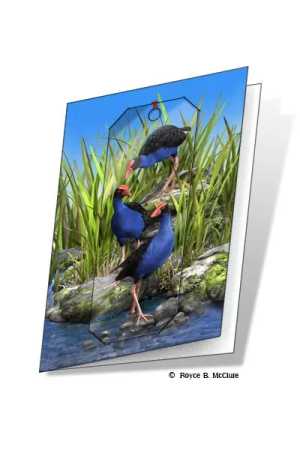 3D Grußkarte Wet Feet