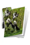 3D Grußkarte Pandas